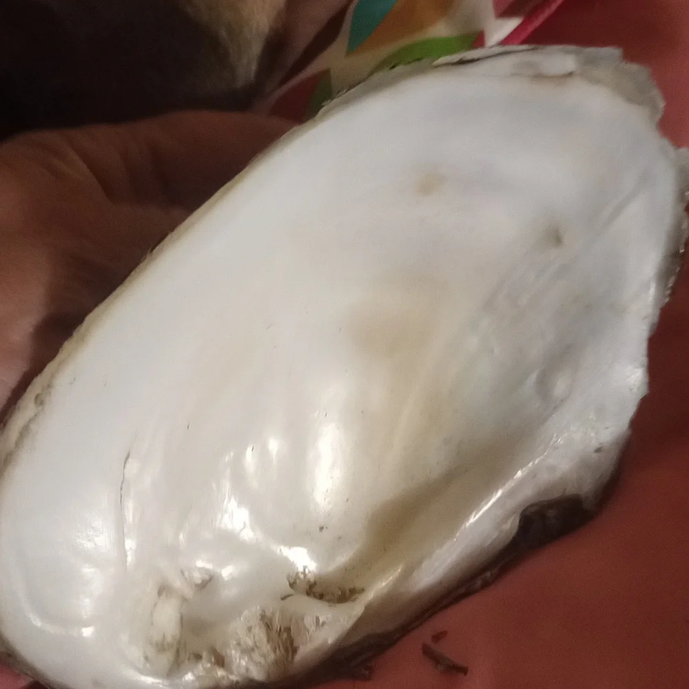 Smudging shell - Picture 2 of 4